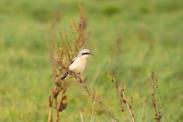 Shrike,  Lanius excubitor