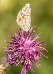 Gossamer-winged butterfly macro on flower