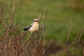 Shrike,  Lanius excubitor