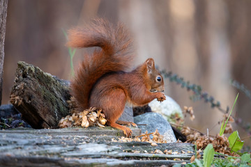 Squirrel, Sciurus vulgaris