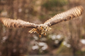 Eurasian Eagle Owl (Bubo bubo), flying bird with open wings with the autumn forest in the background, animal in the nature habitat.