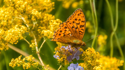 Silver-washed fritillary butterfly macro on flower
