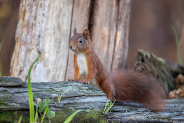 Squirrel, Sciurus vulgaris