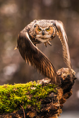 Eurasian Eagle Owl (Bubo bubo), flying bird with open wings with the autumn forest in the background, animal in the nature habitat.