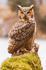 Eurasian Eagle Owl (Bubo bubo), flying bird with open wings with the autumn forest in the background, animal in the nature habitat.