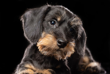 Coarse dachshund puppy dog on Isolated Black Background in studio