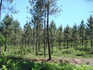 The young forest is so rare that it does not even allow you to escape from the sun under the shade of your trees.