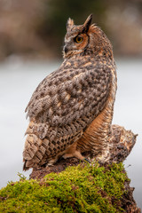 Eurasian Eagle Owl (Bubo bubo), flying bird with open wings with the autumn forest in the background, animal in the nature habitat.