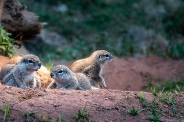 eine Gruppe von borstenhörnchen im zoo