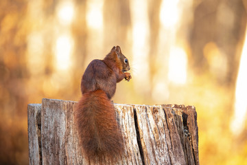 Squirrel, Sciurus vulgaris 