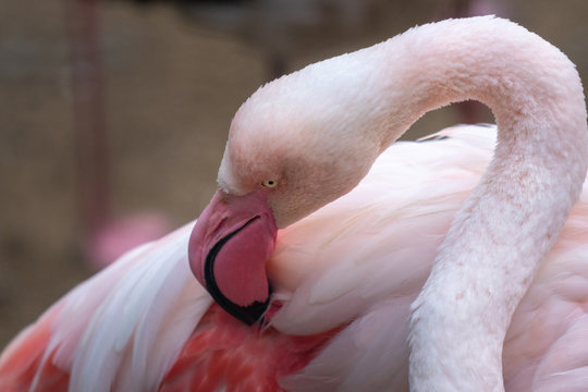 ein Prosaflamingo im zoo beim putzen
