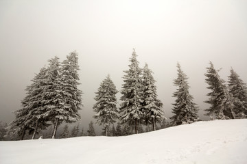 Black and white winter mountain landscape wide angle view. Row of dark fir-trees covered with frost...