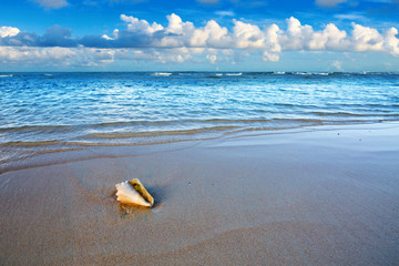 Sea shell on tropical beach. Summer sea landscape.