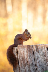 Squirrel, Sciurus vulgaris
