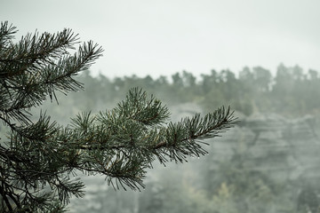 Obraz premium Deadpan dark misty rainy morning landscape with the sand rocky montains in Czech Saxon Switzerland in autumn colors