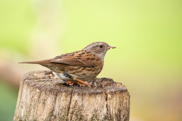 Dunnock, Prunella modularis