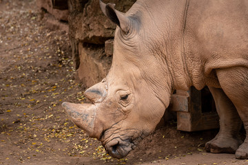 nashorn im zoo an einer steinmauer 08