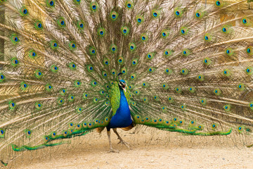 portrait of beautiful peacock in the park 