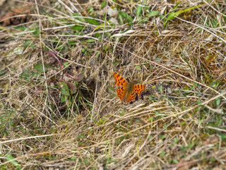 Comma Butterfly ( Polygonia c-album ) basking on the grass