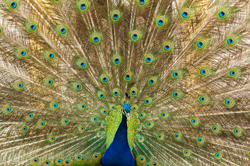 Obraz premium portret pięknego pawia w parku 