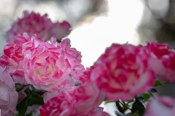 Fototapeta premium Pink Rose / Narashino City, Chiba Prefecture, Japan