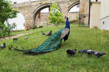 portrait of beautiful peacock in the park 