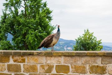 portrait of beautiful peacock in the park 