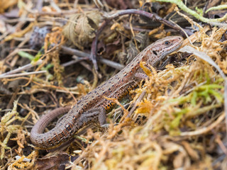 Common lizard (Lacerta Zootoca vivipara) basking
