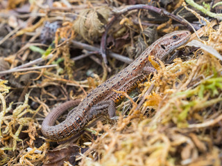 Common lizard (Lacerta Zootoca vivipara) basking