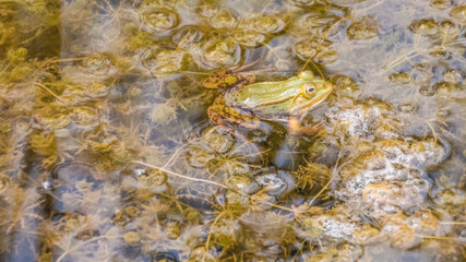 Green frog in the water