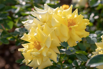 Yellow roses / Narashino City, Chiba Prefecture, Japan