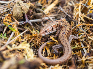 Common lizard (Lacerta Zootoca vivipara) basking