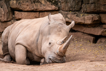 Obraz premium liegendes Nashorn 03