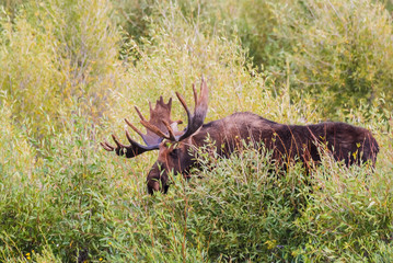 Bull Moose in Willow Thicket