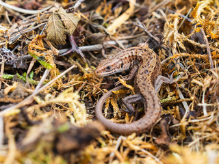 Common lizard (Lacerta Zootoca vivipara) basking