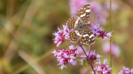 Macro of Map butterfly on flower