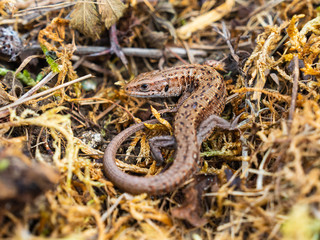 Common lizard (Lacerta Zootoca vivipara) basking