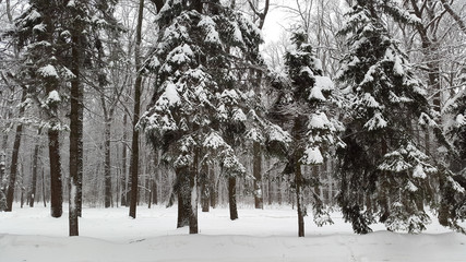 snow in park in Kharkiv - winter in Ukraine