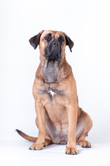 Cane corso dog sitting on white background at studio