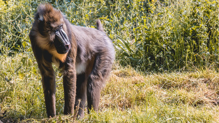 Mandrill standing in the grass