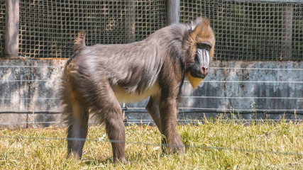 Mandrill standing in the grass