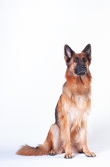 German shepherd dog portrait on white background