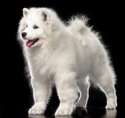 Fototapeta premium Samoyed dog on Isolated Black Background in studio