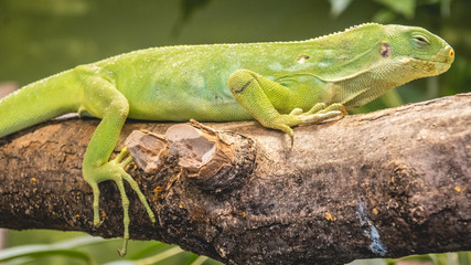 Green reptile on a branch