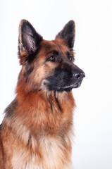 German shepherd dog portrait on white background