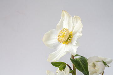 Großaufnahme einer blühenden weißen Christrose