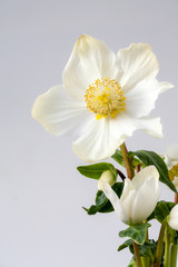 Großaufnahme einer blühenden weißen Christrose