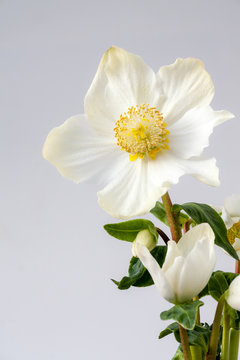 Gro&szlig;aufnahme einer bl&uuml;henden wei&szlig;en Christrose