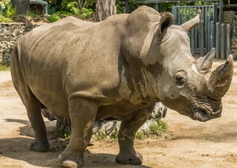 Foto op Plexiglas Impressive Rhinoceros bull © Martin Erdniss