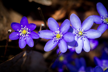 First fresh blue violets in the forest